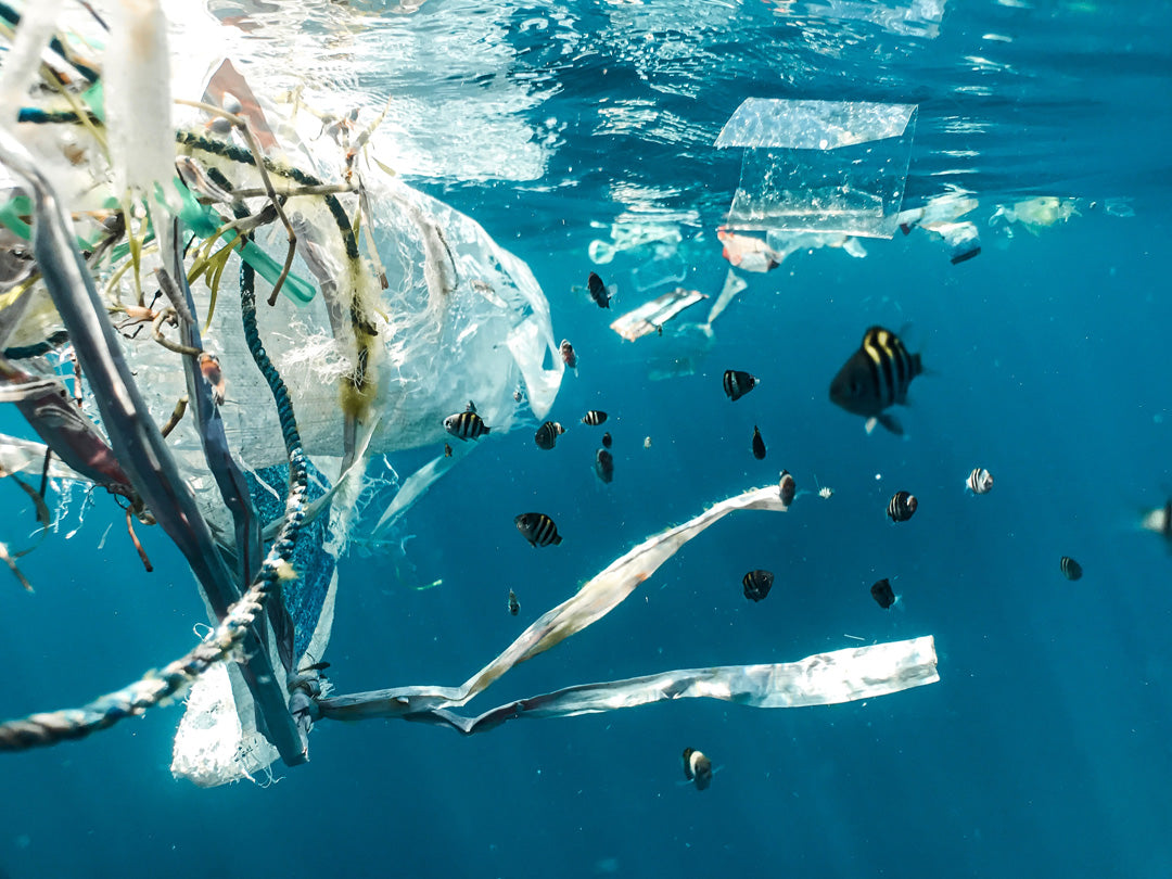 plastic free july microplastic plastic alternative ocean fish wildlife sustainable ethical fashion sustainability organic natural fibre